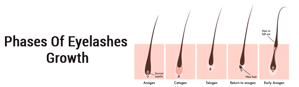 phases of eyeslashes growth