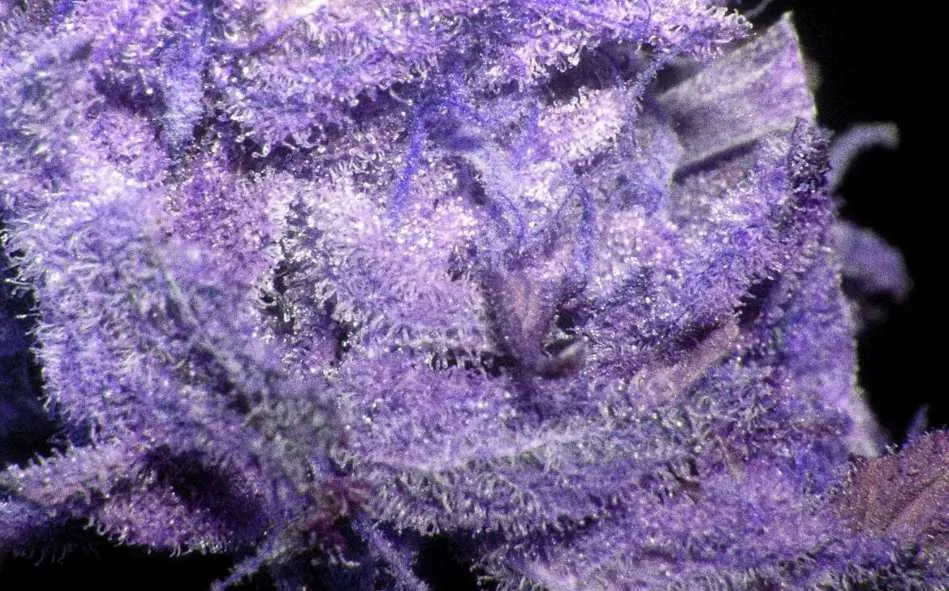 Purple-Weed